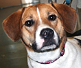  Animals - Dogs, Cats - 